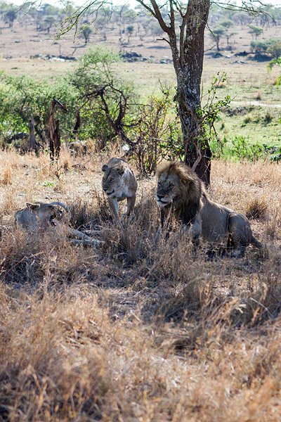 TZA MAR SerengetiNP 2016DEC24 LemalaEwanjan 017